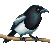 :iconx-x-magpie-x-x: