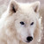 :iconxander-white-wolf: