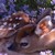 Xelniatheleopard :iconxelniatheleopard: