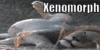 Xenomorph-Pregnancy's avatar