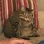 xRavenBlood :iconxravenblood: