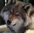 xXBlazingWingsXx :iconxxblazingwingsxx: