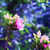 xXForestMist :iconxxforestmist: