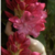 yaylee :iconyaylee: