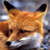 Yiffyfox :iconyiffyfox: