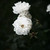 YucaMora :iconyucamora: