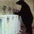 zbaer :iconzbaer: