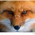 ZedIce :iconzedice: