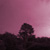 Zonneknevel :iconzonneknevel:
