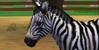 Zoo-Tycoon's avatar