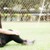 zushivamp :iconzushivamp: